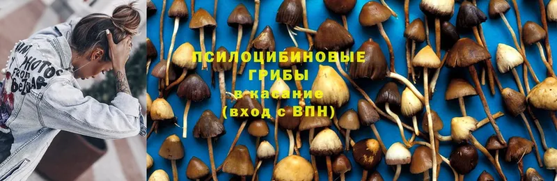 Псилоцибиновые грибы Psilocybine cubensis  Изобильный 